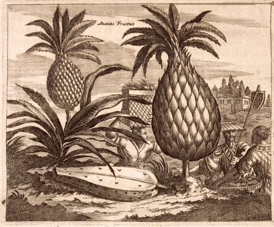Farming Large Pineapples, illustration from a description of Embassies to China, 1690 by English School
